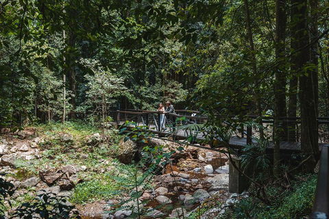 Springbrook AndTamborine Rainforest Tour Incl Natural Bridge And Glow Worm Cave - Sydneys Hotel 3