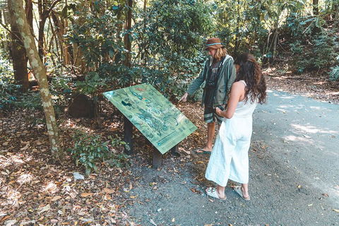 Springbrook AndTamborine Rainforest Tour Incl Natural Bridge And Glow Worm Cave - Sydneys Hotel 5