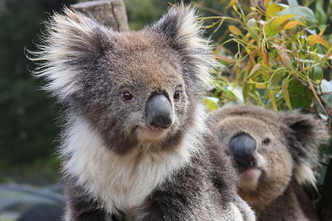 Kuranda Koala Gardens And Birdworld Admission Tickets - Sydneys Hotel 0