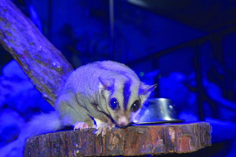 Kuranda Koala Gardens And Birdworld Admission Tickets - Sydneys Hotel 1