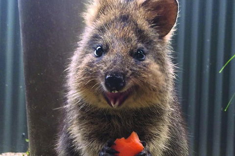 Kuranda Koala Gardens And Birdworld Admission Tickets - Sydneys Hotel 2