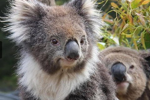 Kuranda Koala Gardens General Entry Ticket - Sydneys Hotel 1