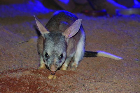 Kuranda Koala Gardens General Entry Ticket - Sydneys Hotel 3