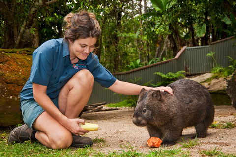 Kuranda Koala Gardens General Entry Ticket - Sydneys Hotel 4