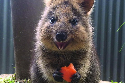 Kuranda Koala Gardens General Entry Ticket - Sydneys Hotel 5