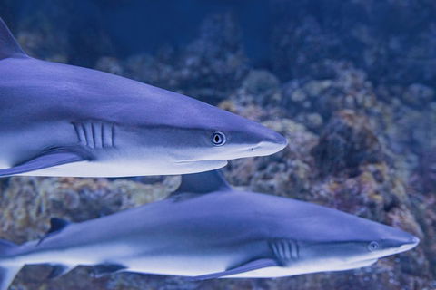 Cairns Aquarium Dive With The Sharks - Sydneys Hotel 1