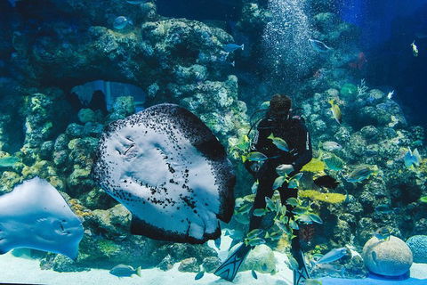 Cairns Aquarium Dive With The Sharks - Sydneys Hotel 2
