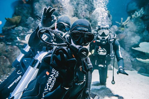 Cairns Aquarium Dive With The Sharks - Sydneys Hotel 3