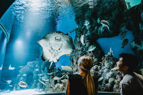 Cairns Aquarium Dive With The Sharks - Sydneys Hotel 4