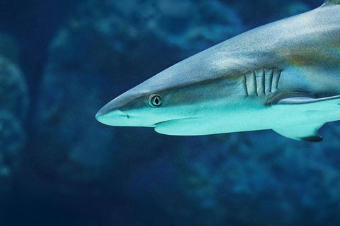 Cairns Aquarium Dive With The Sharks - Sydneys Hotel 5