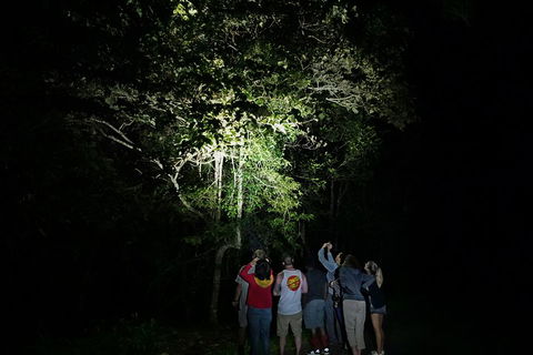 Atherton Tablelands Rain Forest By Night From Cairns - Sydneys Hotel 2