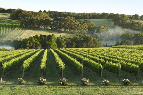 Mornington Peninsula Winery Tours With Cheese, Chocolate Tastings From Melbourne - Sydneys Hotel 4