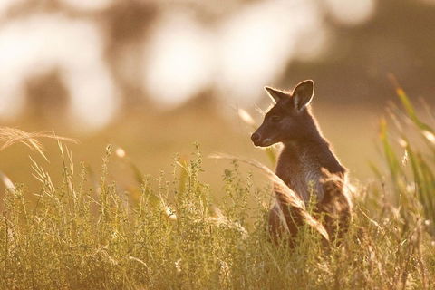 Blue Mountains Day Tour With Wildlife At Sunset From Sydney - Sydneys Hotel 2