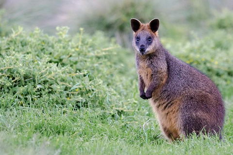 Phillip Island Penguin Parade Day Trip With Koala Conservation Reserve Visit - Sydneys Hotel 1
