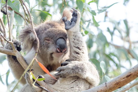 Phillip Island Penguin Parade Day Trip With Koala Conservation Reserve Visit - Sydneys Hotel 2