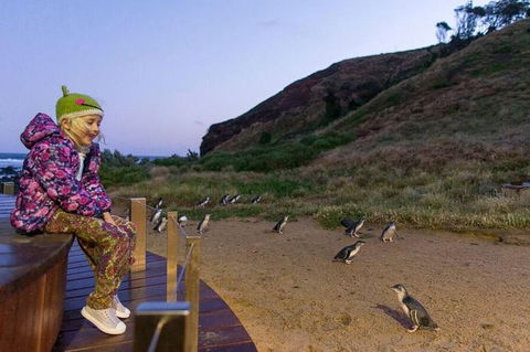 Phillip Island Penguin Parade Day Trip With Koala Conservation Reserve Visit - Sydneys Hotel 3