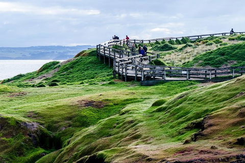 Phillip Island Penguin Parade Day Trip With Koala Conservation Reserve Visit - Sydneys Hotel 4