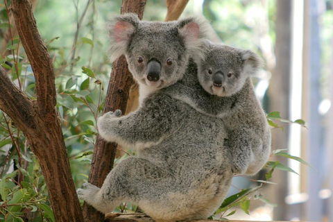 Lone Pine Koala Sanctuary Admission With Brisbane River Cruise - Sydneys Hotel 3