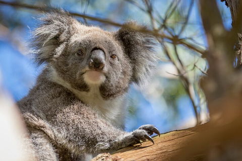Phillip Island Penguin And Koala Highlights Day-Trip From Melbourne - Sydneys Hotel 2