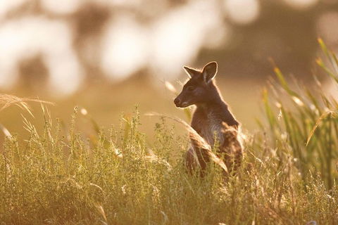 Sunset Blue Mountains Wilderness & Wildlife Tour Without The Crowds - Sydneys Hotel 0