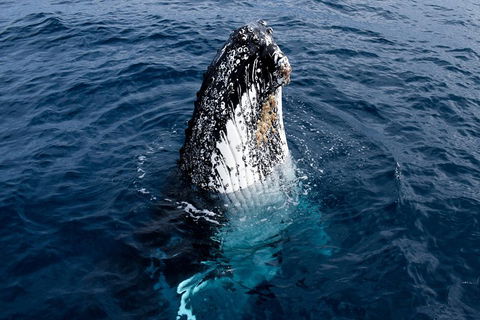 Phillip Island Whale Watching Tour - Sydneys Hotel 0