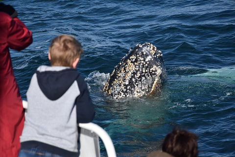 Phillip Island Whale Watching Tour - Sydneys Hotel 2