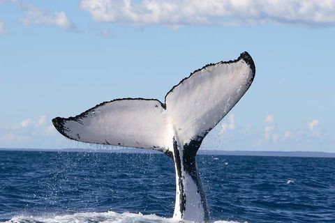 Phillip Island Whale Watching Tour - Sydneys Hotel 3