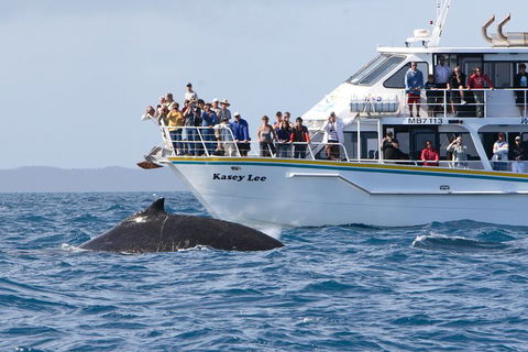 Phillip Island Whale Watching Tour - Sydneys Hotel 4