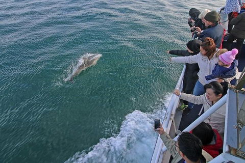 Phillip Island Whale Watching Tour - Sydneys Hotel 5