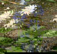 Yellow Water Cruise - Kakadu - Sydneys Hotel