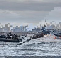 Sydney Whale-Watching by Speed Boat - Sydneys Hotel