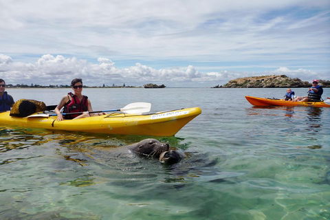 Seal Island And Penguin Island Or Point Peron Sea Kayak Tour - Sydneys Hotel 0