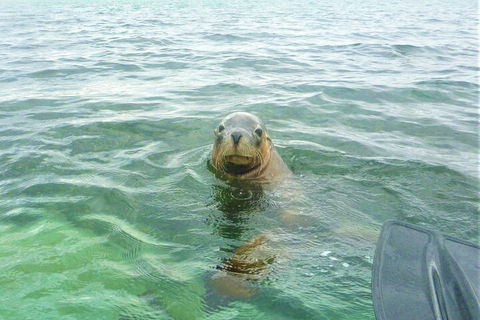 Seal Island And Penguin Island Or Point Peron Sea Kayak Tour - Sydneys Hotel 1