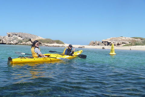 Seal Island And Penguin Island Or Point Peron Sea Kayak Tour - Sydneys Hotel 3