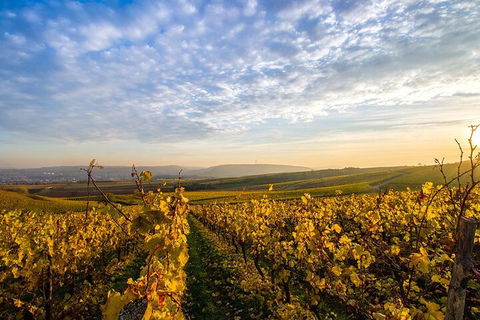 Wine Tours Sydney - Southern Highlands Day Escape, Full Day Wine Tasting Tour - Sydneys Hotel 1