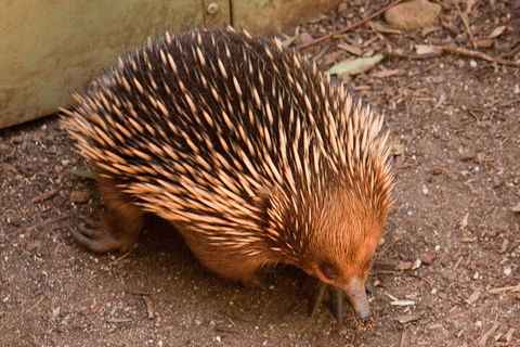 Puffing Billy And Healesville Sanctuary Scenic Tour - Sydneys Hotel 0
