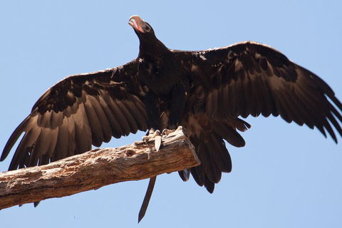 Puffing Billy And Healesville Sanctuary Scenic Tour - Sydneys Hotel 4