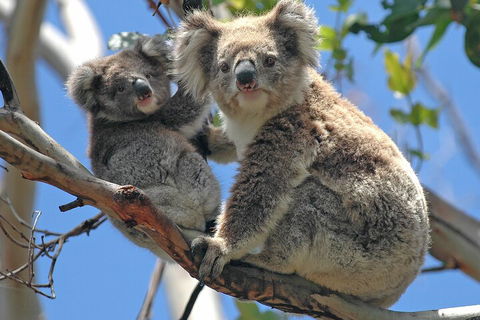 Puffing Billy And Healesville Sanctuary Scenic Tour - Sydneys Hotel 5