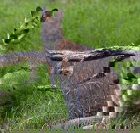 Ultimate Blue Mountains and Wildlife Tour - Sydneys Hotel