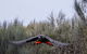 Ultimate Blue Mountains And Wildlife Tour - thumb 5