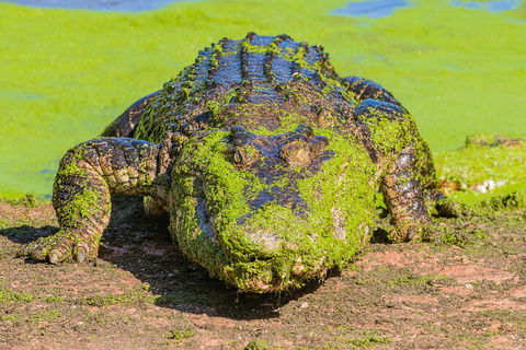 3 In 1 Tour: Matsoâ€™s Brewery, Broome Museum & Malcolm Douglas Crocodile Park - Sydneys Hotel 4