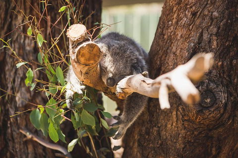 Phillip Island Medium Size Group Tour - Sydneys Hotel 1