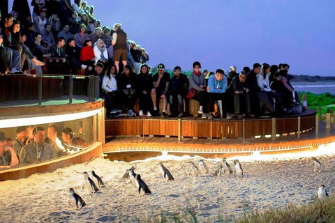 Phillip Island Medium Size Group Tour - Sydneys Hotel 3