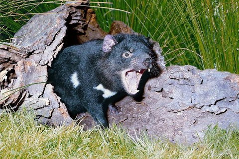 Private Blue Mountains Tour With Kangaroo And Koala Experience - Sydneys Hotel 0