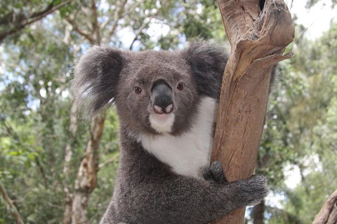 Private Blue Mountains Tour With Kangaroo And Koala Experience - Sydneys Hotel 2