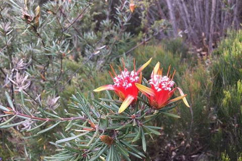 Private Blue Mountains Tour With Kangaroo And Koala Experience - Sydneys Hotel 4