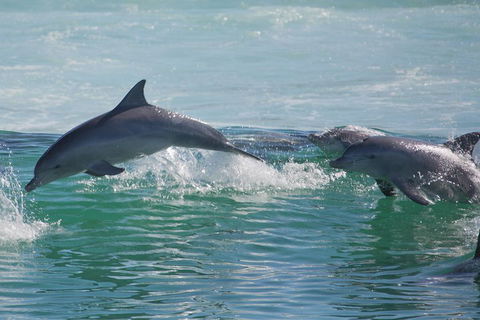 Private Port Stephens Day Trip From Sydney Including Dolphin Cruise - Sydneys Hotel 1