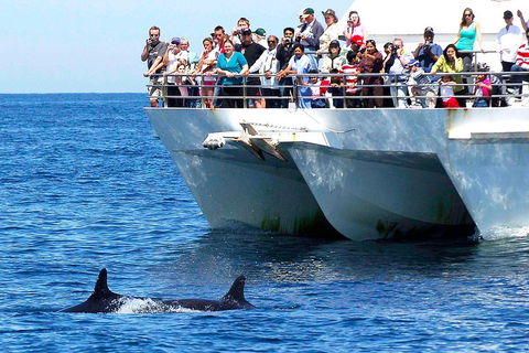Private Port Stephens Day Trip From Sydney Including Dolphin Cruise - Sydneys Hotel 2