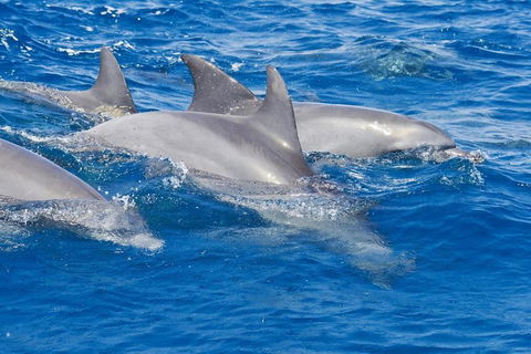 Private Port Stephens Day Trip From Sydney Including Dolphin Cruise - Sydneys Hotel 4