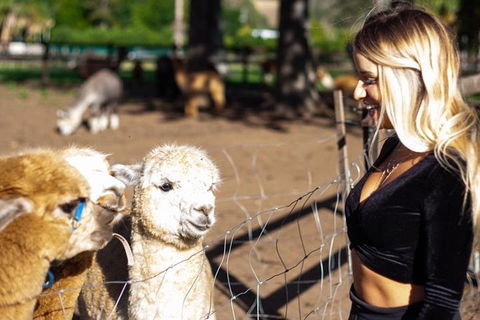 O'Reilly's & Lamington National Park Incl. Alpaca Farm + Vineyard - Sydneys Hotel 3